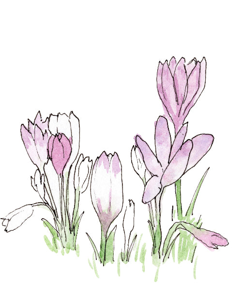 Illustration of pink flowers with green stems on a white background
