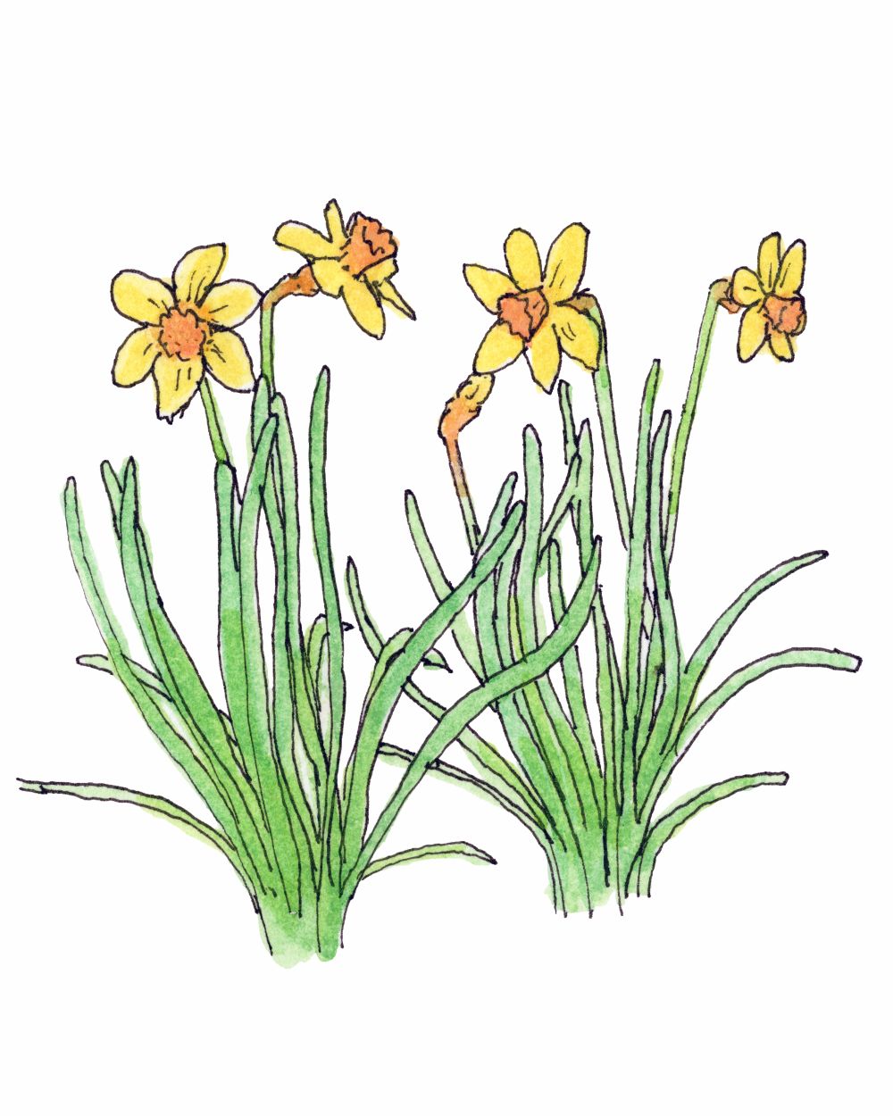 Daffodils