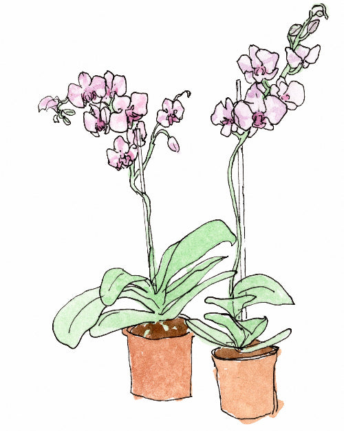 Illustration of two potted orchids with pink flowers on a white background
