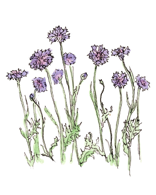 Illustration of purple flowers (cornflowers) with green stems on a white background