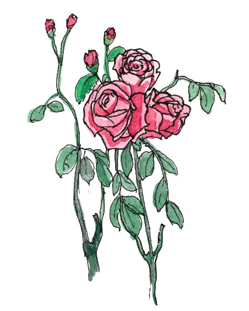 Illustration of red roses with green leaves on a white background