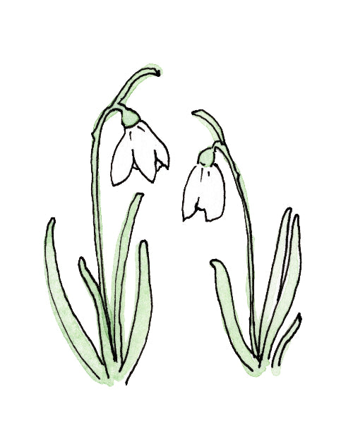 Illustration of two snowdrop flowers on a white background