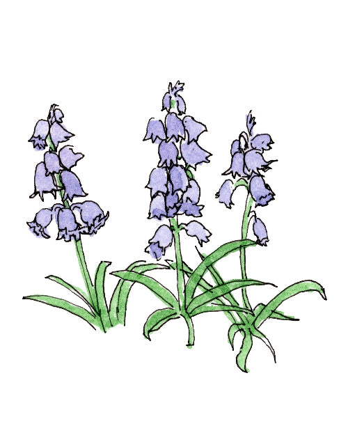 Illustration of purple flowers with green stems on a white background