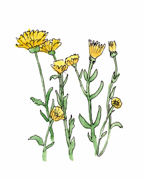 Illustration of yellow flowers with green stems and leaves on a white background