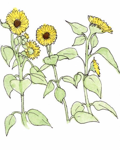 Illustration of sunflowers with green leaves on a white background