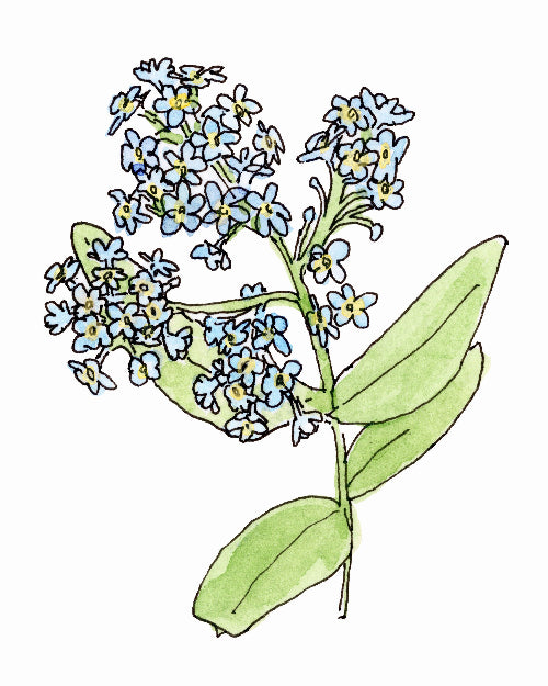 Illustration of a plant with blue flowers and green leaves on a white background