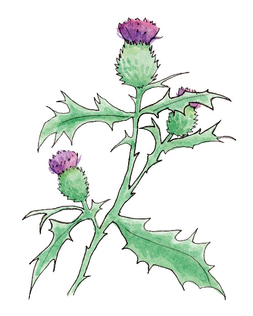 Flower of Scotland (thistle)