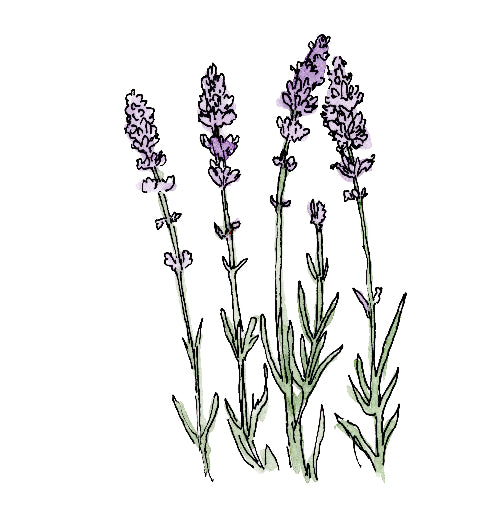 Illustration of lavender plants on a white background
