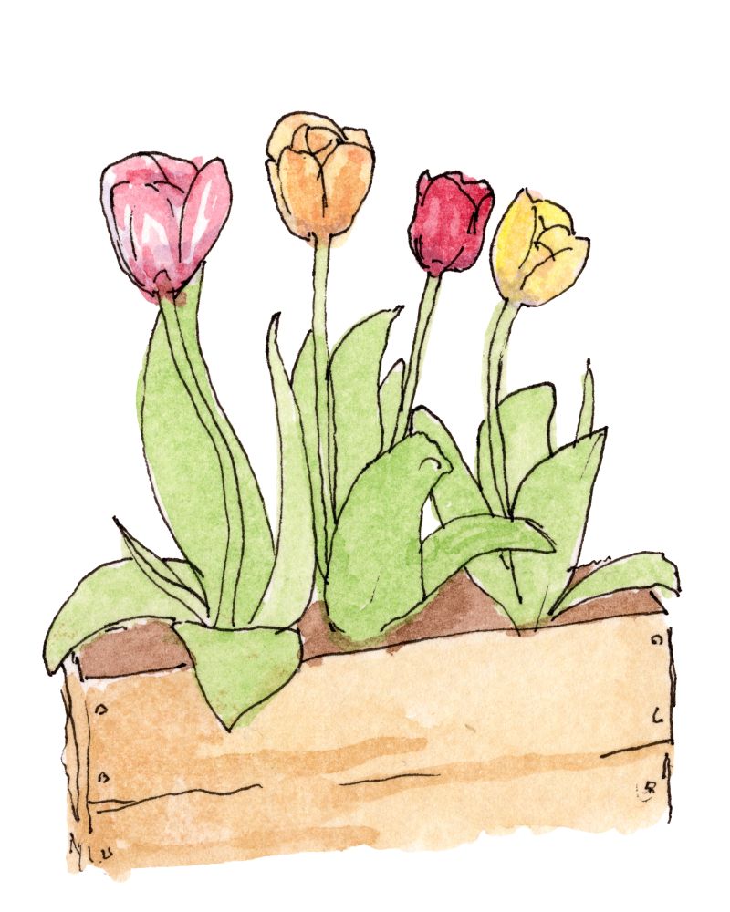 Tulips