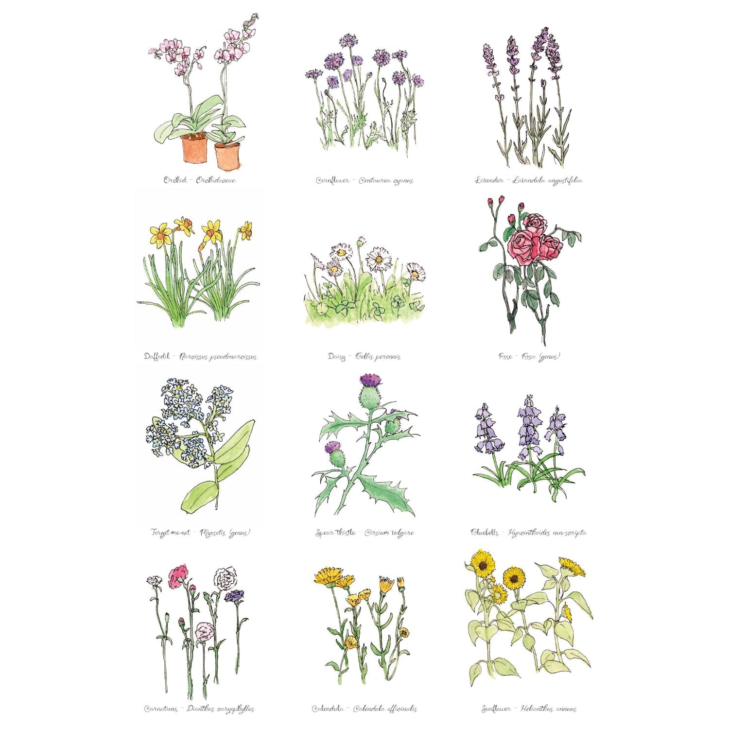 floral collection Print